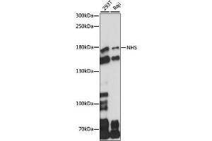 Western blot analysis of extracts of various cell lines, using NHS antibody (ABIN7268827) at 1:1000 dilution.