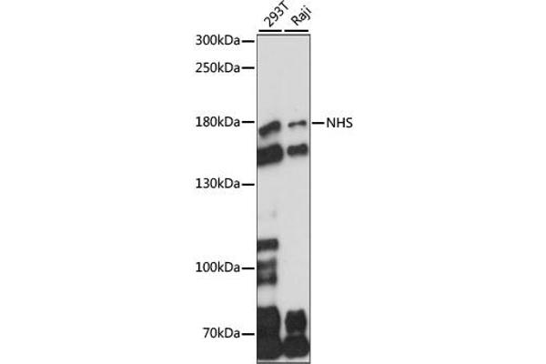 Nhs antibody  (AA 600-900)
