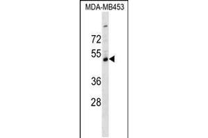 Western blot analysis in MDA-MB453 cell line lysates (35ug/lane). (SERPINI2 antibody  (C-Term))