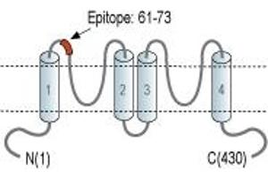 Representative domain view of the target of ABIN7885248.