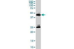 CPA1 MaxPab polyclonal antibody. (CPA1 antibody  (AA 1-419))