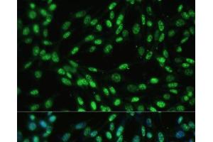 Immunofluorescence analysis of NIH-3T3 cells using DDX39B Polyclonal Antibody at dilution of 1:100 (40x lens). (DDX39B antibody)