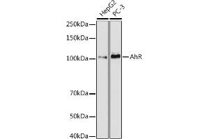 Western blot analysis of extracts of various cell lines, using AhR antibody (ABIN7265679) at 1:1000 dilution. (Aryl Hydrocarbon Receptor antibody)