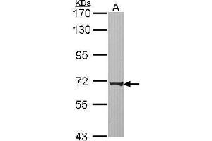 WB Image Sample (30 ug of whole cell lysate) A: JurKat 7. (PABPC3 antibody)