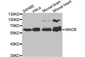 Western blot analysis of extracts of various cell lines, using MAOB antibody. (Monoamine Oxidase B antibody  (AA 1-260))