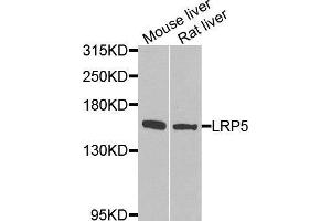 LRP5 anticorps  (AA 1000-1250)