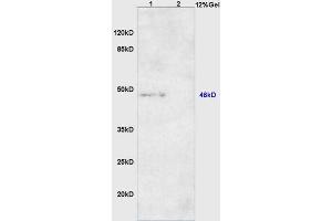 Lane 1: mouse heart lysates Lane 2: mouse muscle lysates probed with Anti DNA Polymerase beta Polyclonal Antibody, Unconjugated (ABIN1386139) at 1:200 in 4 °C. (POLB antibody  (AA 55-160))