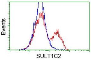 HEK293T cells transfected with either RC202775 overexpress plasmid (Red) or empty vector control plasmid (Blue) were immunostained by anti-SULT1C2 antibody (ABIN2454460), and then analyzed by flow cytometry. (SULT1C2 antibody)