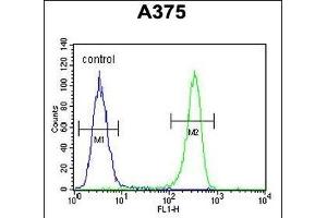 DSC1 Antibody (C-term) (ABIN652610 and ABIN2842408) flow cytometric analysis of  cells (right histogram) compared to a negative control cell (left histogram). (Desmocollin 1 antibody  (C-Term))