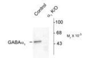 Image no. 1 for anti-gamma-aminobutyric Acid (GABA) A Receptor, alpha 1 (GABRA1) (N-Term) antibody (ABIN221189)