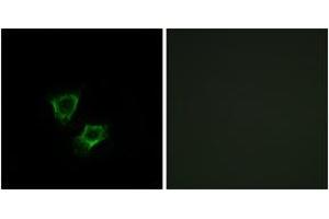 Immunofluorescence analysis of A549 cells, using ZNRF2 Antibody.
