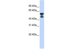 EHD4 antibody used at 1 ug/ml to detect target protein. (EHD4 antibody  (Middle Region))