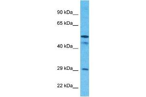 Host:  Rabbit  Target Name:  SCMC1  Sample Type:  MCF7 Whole Cell lysates  Antibody Dilution:  1. (SLC25A24 antibody  (N-Term))