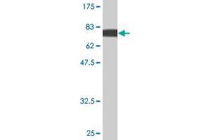 Western Blot detection against Immunogen (75. (PIK3R1 antibody  (AA 1-454))