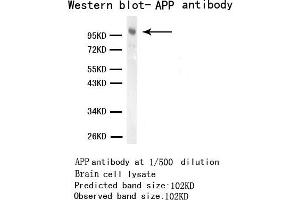ELISA, WB. (APP antibody)