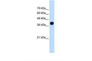 Image no. 2 for anti-Potassium Voltage-Gated Channel, Subfamily H (Eag-Related), Member 2 (KCNH2) (AA 451-500) antibody (ABIN6738019) (KCNH2 antibody  (AA 451-500))