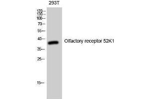 Western Blotting (WB) image for anti-Olfactory Receptor, Family 52, Subfamily K, Member 1 (OR52K1) (Internal Region) antibody (ABIN3176592)