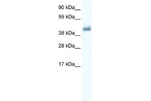 WB Suggested Anti-GABRE Antibody Titration:  0. (GABRE antibody  (Middle Region))