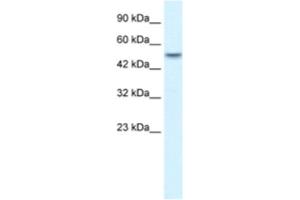 Western Blotting (WB) image for anti-Ankyrin Repeat Domain 11 (ANKRD11) antibody (ABIN2460748) (ANKRD11 antibody)