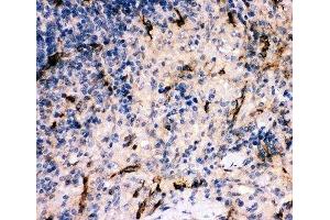 IHC-P: C5 antibody testing of rat spleen tissue