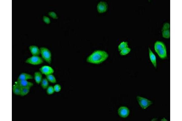 NPHP1 antibody  (AA 1-109)