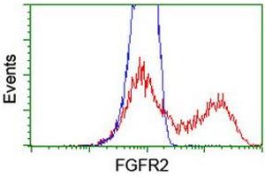 Image no. 2 for anti-Fibroblast Growth Factor Receptor 2 (FGFR2) antibody (ABIN1498248) (FGFR2 antibody)