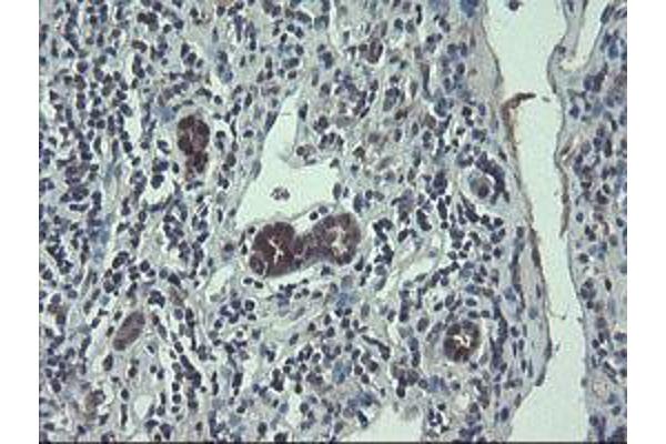 TSC22D1 antibody