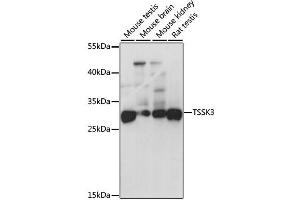 Western blot analysis of extracts of various cell lines, using TSSK3 antibody (ABIN2560599) at 1:1000 dilution. (TSSK3 antibody)