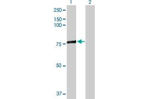 Western Blot analysis of ACSL3 expression in transfected 293T cell line by ACSL3 MaxPab polyclonal antibody. (Acsl3 antibody  (AA 1-720))