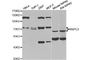 Western Blotting (WB) image for anti-RNA-Binding Region (RNP1, RRM) Containing 3 (RNPC3) antibody (ABIN1980349) (RNP antibody)
