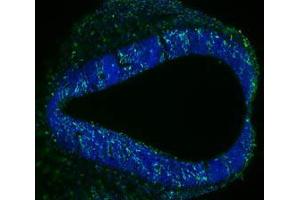 Immunofluorescence Microscopy of Mouse Anti-BrdU antibody. (BrdU antibody)