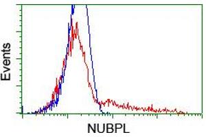 HEK293T cells transfected with either RC204385 overexpress plasmid (Red) or empty vector control plasmid (Blue) were immunostained by anti-NUBPL antibody (ABIN2455167), and then analyzed by flow cytometry. (NUBPL antibody  (AA 1-250))