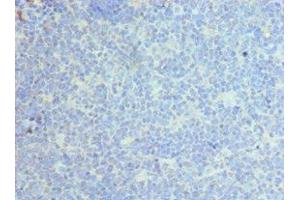 Immunohistochemistry (IHC) image for anti-C-Type Lectin Domain Family 12, Member A (CLEC12A) (AA 66-265) antibody (ABIN7146051)