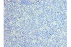 Immunohistochemistry of paraffin-embedded human tonsil tissue using ABIN7146051 at dilution of 1:100 (CLEC12A antibody  (AA 66-265))