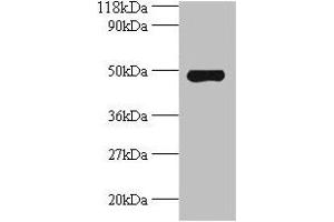 Western blot All lanes: Avpr1a antibody at 2 μg/mL + Mouse spleen tissue Secondary Goat polyclonal to rabbit IgG at 1/10000 dilution Predicted band size: 48 kDa Observed band size: 48 kDa (AVPR1A antibody  (AA 7-52))