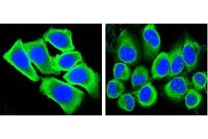 Confocal immunofluorescence analysis of methanol-fixed HepG2 (left) and Hela (right) cells using GAPDH antibody (green), showing cytoplasmic localization. (GAPDH antibody)