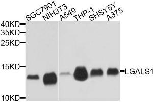 Western blot analysis of extracts of various cells, using LGALS1 antibody. (LGALS1/Galectin 1 antibody)