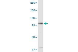 C1S MaxPab rabbit polyclonal antibody. (C1S antibody  (AA 1-688))