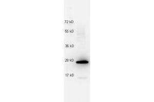 Image no. 1 for anti-Interleukin 27 (IL27) antibody (ABIN1102483) (IL-27 antibody)