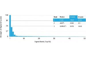 Analysis of Protein Array containing more than 19,000 full-length human proteins using Factor XIIIa Mouse Monoclonal Antibody (F13A1/1683) Z- and S- Score: The Z-score represents the strength of a signal that a monoclonal antibody (Monoclonal Antibody) (in combination with a fluorescently-tagged anti-IgG secondary antibody) produces when binding to a particular protein on the HuProtTM array.