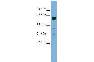 WB Suggested Anti-PTDSS2 Antibody Titration:  0.