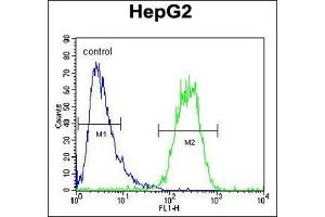 Flow cytometric analysis of HepG2 cells using SEC13 Antibody (Center) Cat. (SEC13 antibody  (Middle Region))