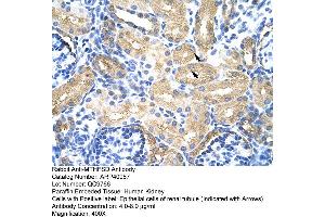 Rabbit Anti-MTHFSD Antibody  Paraffin Embedded Tissue: Human Kidney Cellular Data: Epithelial cells of renal tubule Antibody Concentration: 4. (MTHFSD antibody  (N-Term))