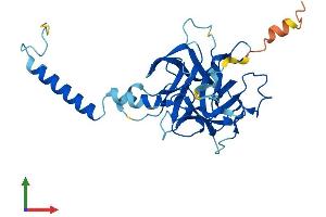 AlphaFold protein structure predicition of Human Recombinant CFAP161 Protein, UniprotID Q6P656 (C15orf26/CFAP161 Protein (AA 1-301) (His tag))