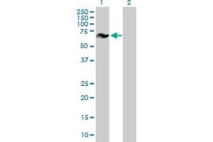 Western Blot analysis of GRK6 expression in transfected 293T cell line by GRK6 MaxPab polyclonal antibody. (GRK6 antibody  (AA 1-589))