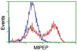 Image no. 2 for anti-Mitochondrial Intermediate Peptidase (MIPEP) (AA 174-516) antibody (ABIN1491018)