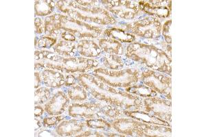 Immunohistochemistry of paraffin-embedded mouse kidney using NDUFB9 Rabbit mAb (ABIN7268815) at dilution of 1:200 (40x lens). (NDUFB9 antibody)