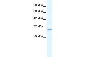 P2RX7 antibody used at 1. (P2RX7 antibody  (N-Term))