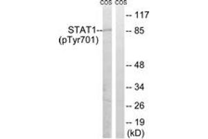 Western blot analysis of extracts from COS7 cells, using STAT1 (Phospho-Tyr701) Antibody. (STAT1 antibody  (pTyr701))
