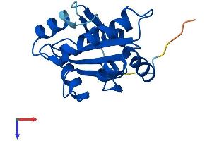 Nucleoredoxin-Like 2 (NXNL2) (AA 1-156) protein (His tag)